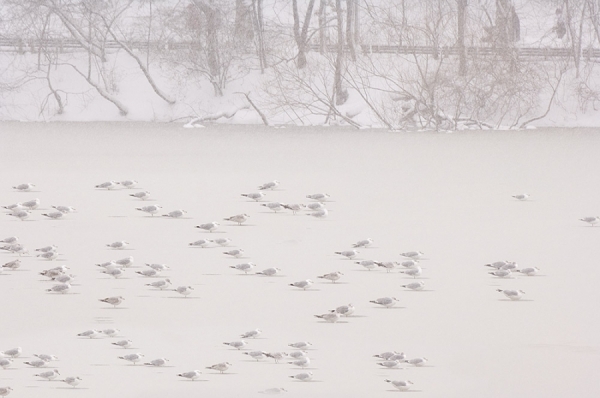 Photograph Mitchell Funk Snow Birds on One Eyeland